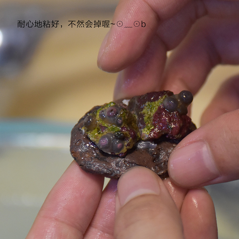 珊瑚是怎么生（fen）娃(ge)的（图ZNTE1NjU3NDA=） - 宠物摄影 - 站酷设计师盛夏回望原创素材 - 站酷ZCOOL