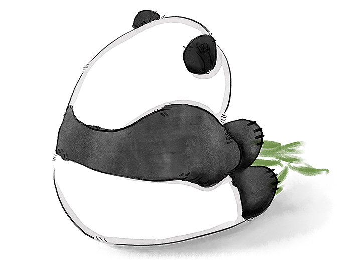 板绘插画练习-手绘水彩国宝大熊猫