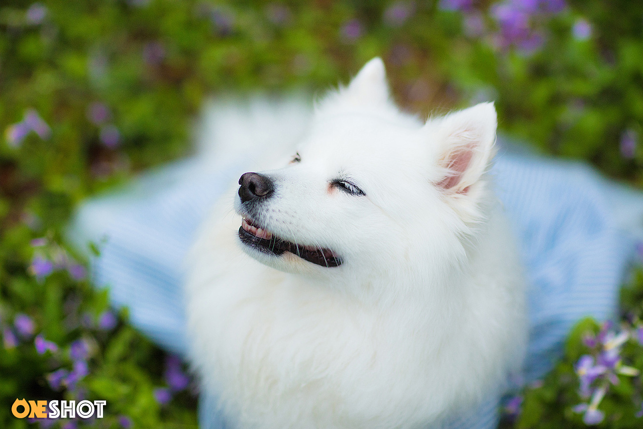 白银狐犬图片图片