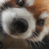 啾洒洒的头像