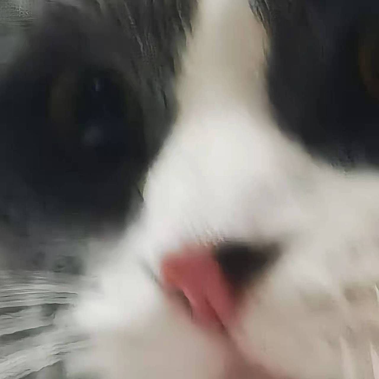 猫咪：迷路 它主人给它起的奇怪名字（有够离谱的-~-）（图ZMjg2MDU5NjU2） - 宠物摄影 - 站酷设计师咕噜轱辘肉原创素材 - 站酷ZCOOL