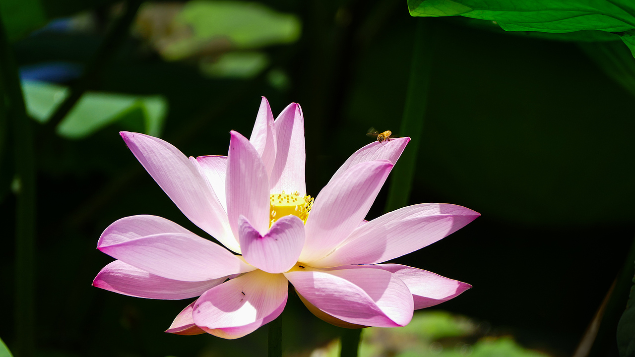 荷花（图ZODI4MDY1NjA=） - 风光摄影 - 站酷设计师看长河原创素材 - 站酷ZCOOL