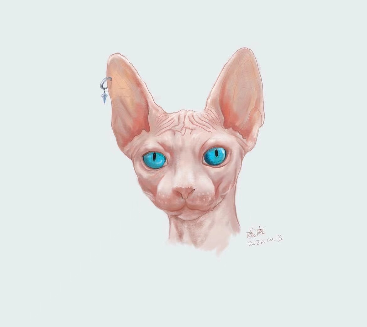 无毛猫 插画（图ZMjMzMzc1NzQw） - 创作习作 - 站酷设计师潮汕的咸菜原创素材 - 站酷ZCOOL