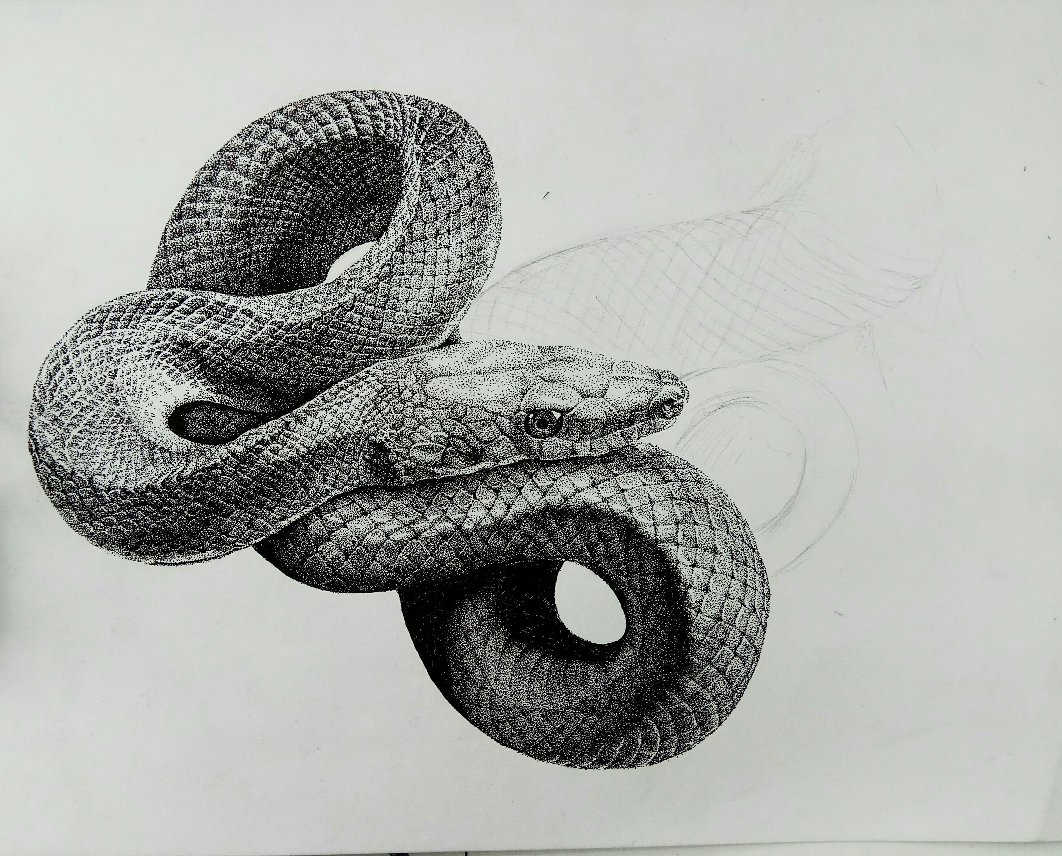 蛇张嘴素描图片