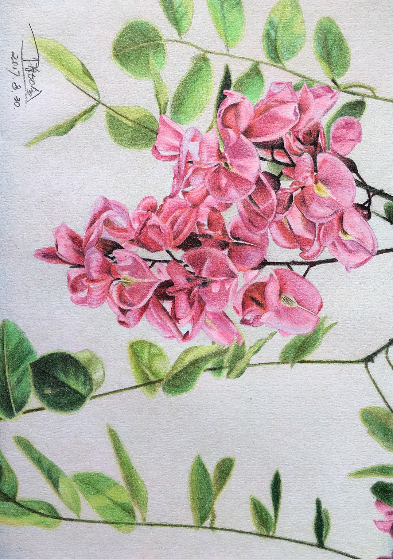 彩铅手绘_野百合也有春天9-站酷zcool