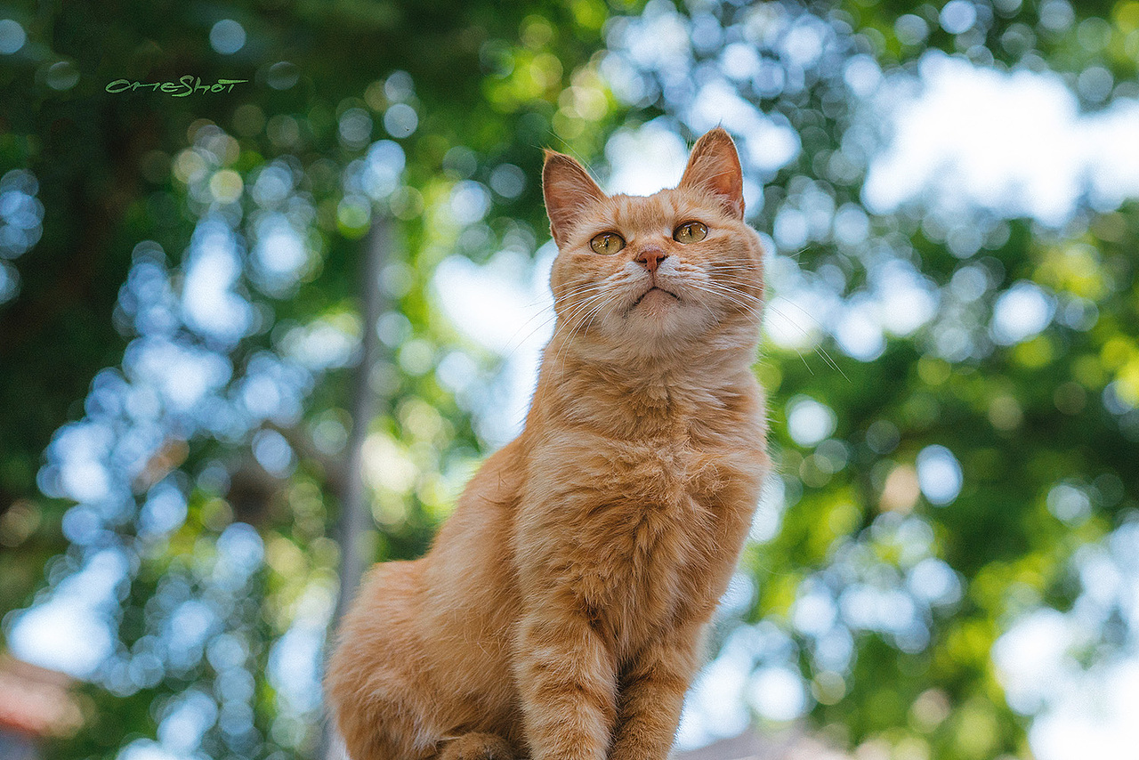 帝苑猫说——法源寺【克查原创作品29】（图ZMTE4MzQ0MDA4） - 宠物摄影 - 站酷设计师克查原创素材 - 站酷ZCOOL