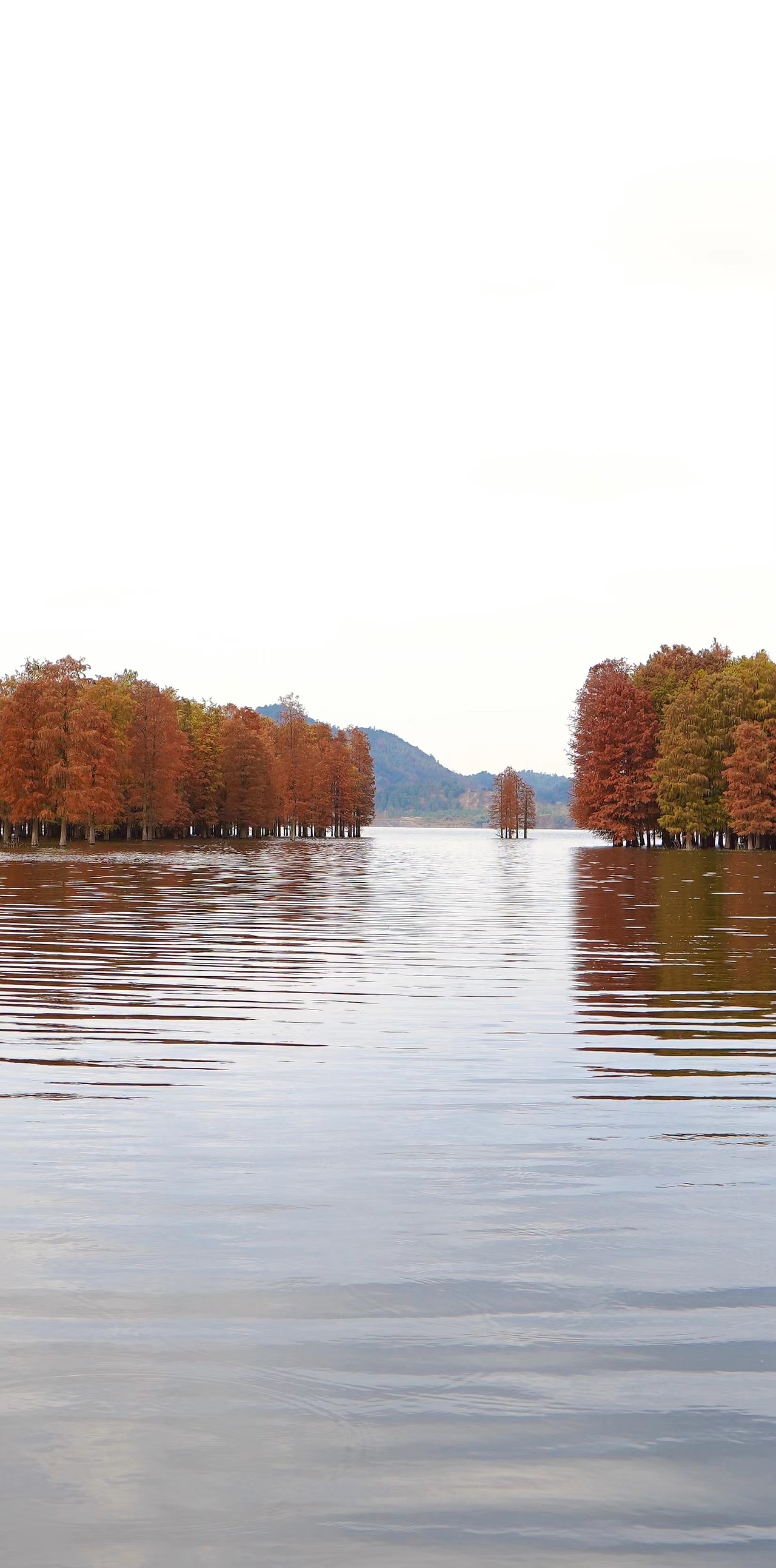 秋日-四明湖水杉林