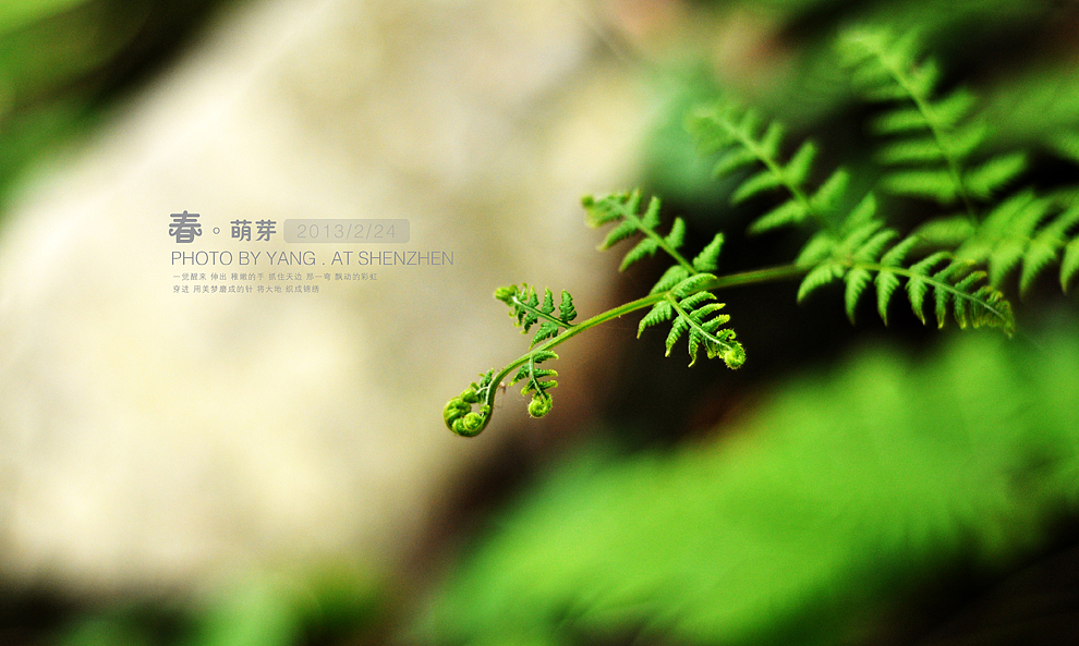 春·萌芽（图ZODQyMzU0NA==） - 风光摄影 - 站酷设计师szuedu2005原创素材 - 站酷ZCOOL