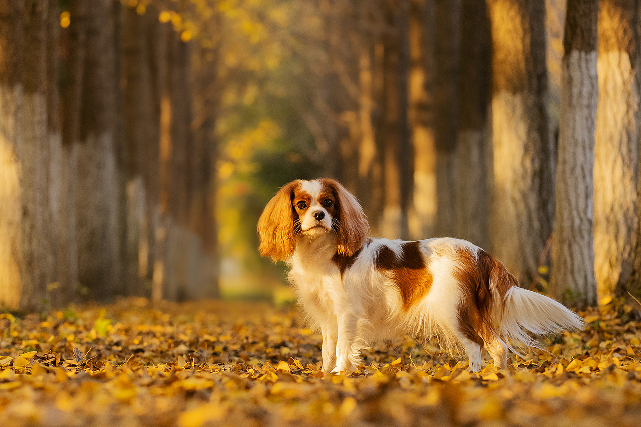 查理王小猎犬flora,应季的银杏【均木纪实宠物摄影】