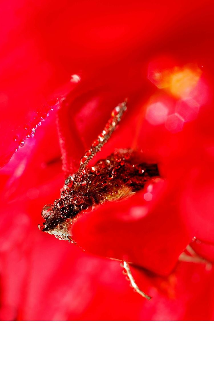 【生态摄影】世界渺小到让你只想溫柔相待