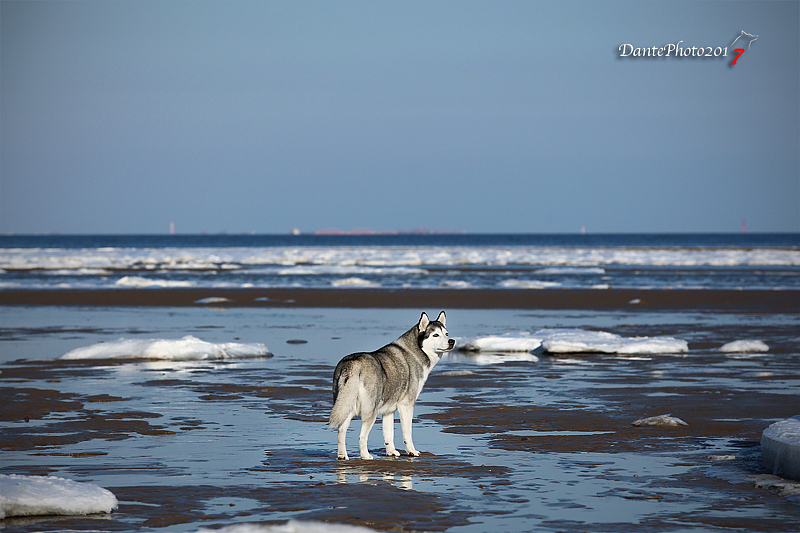 雪景拍腻了我们去拍冰（图ZNzEwNjU0Mjg=） - 宠物摄影 - 站酷设计师dantephoto原创素材 - 站酷ZCOOL