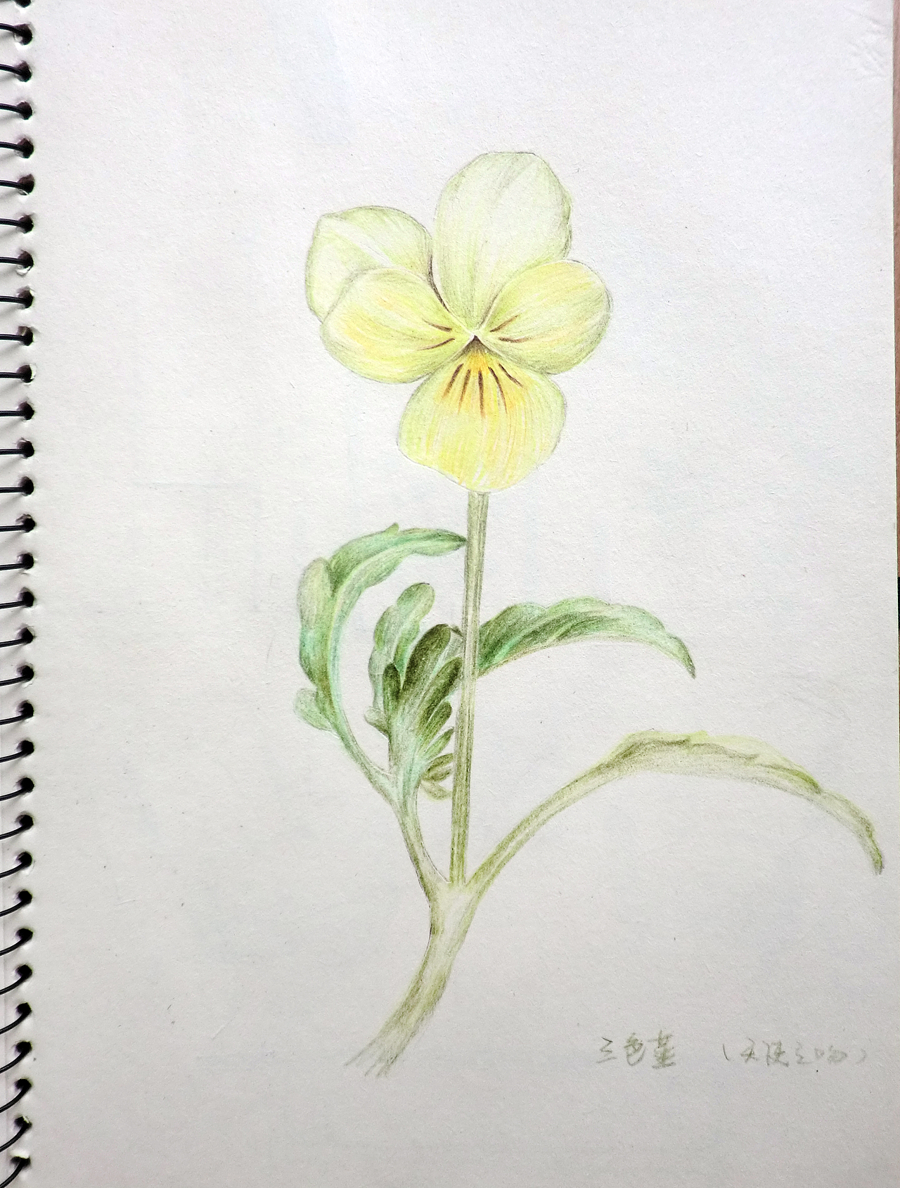 彩色铅笔手绘画 ---花 2