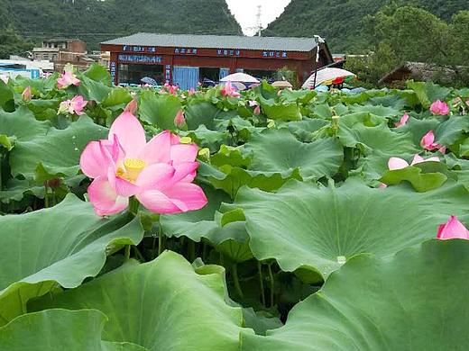 荷塘一日游