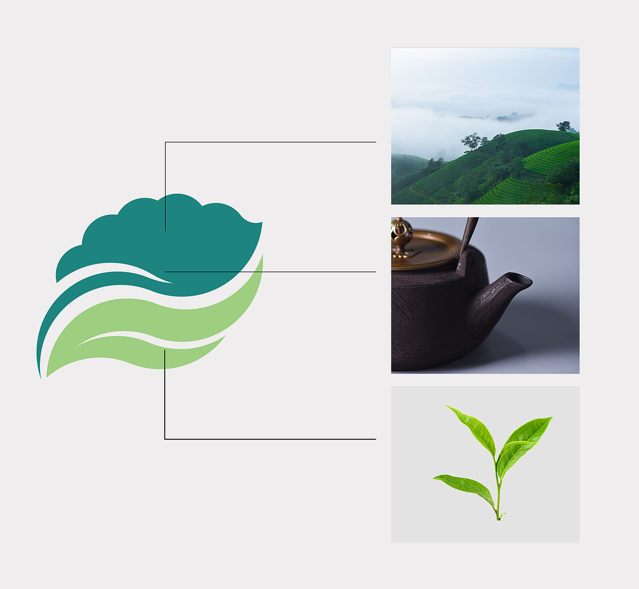 茶叶logo-黄金分割