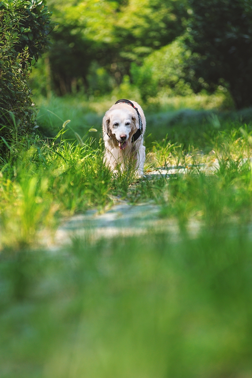 【纪实宠物摄影】