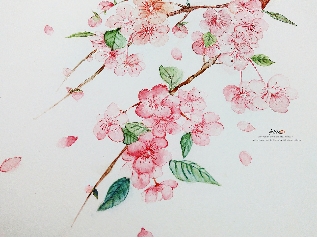 水彩/初学 《桃花春和》