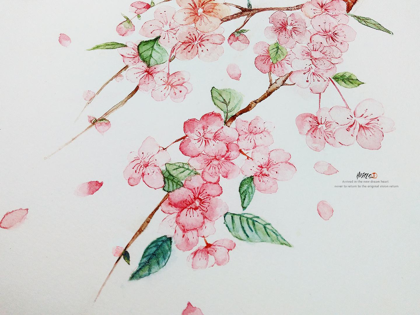 水彩/初学 《桃花春和》