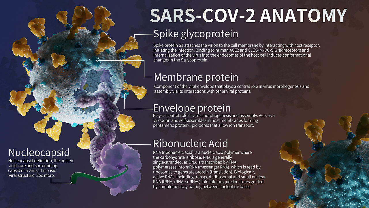 sarscov2anatomy