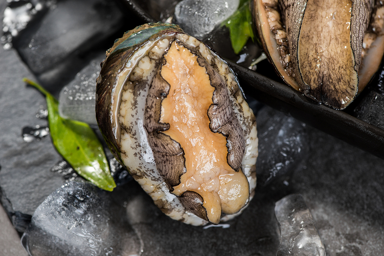 鲍鱼（图ZMTM5OTIxMDI4） - 产品摄影 - 站酷设计师洛洛爸原创素材 - 站酷ZCOOL