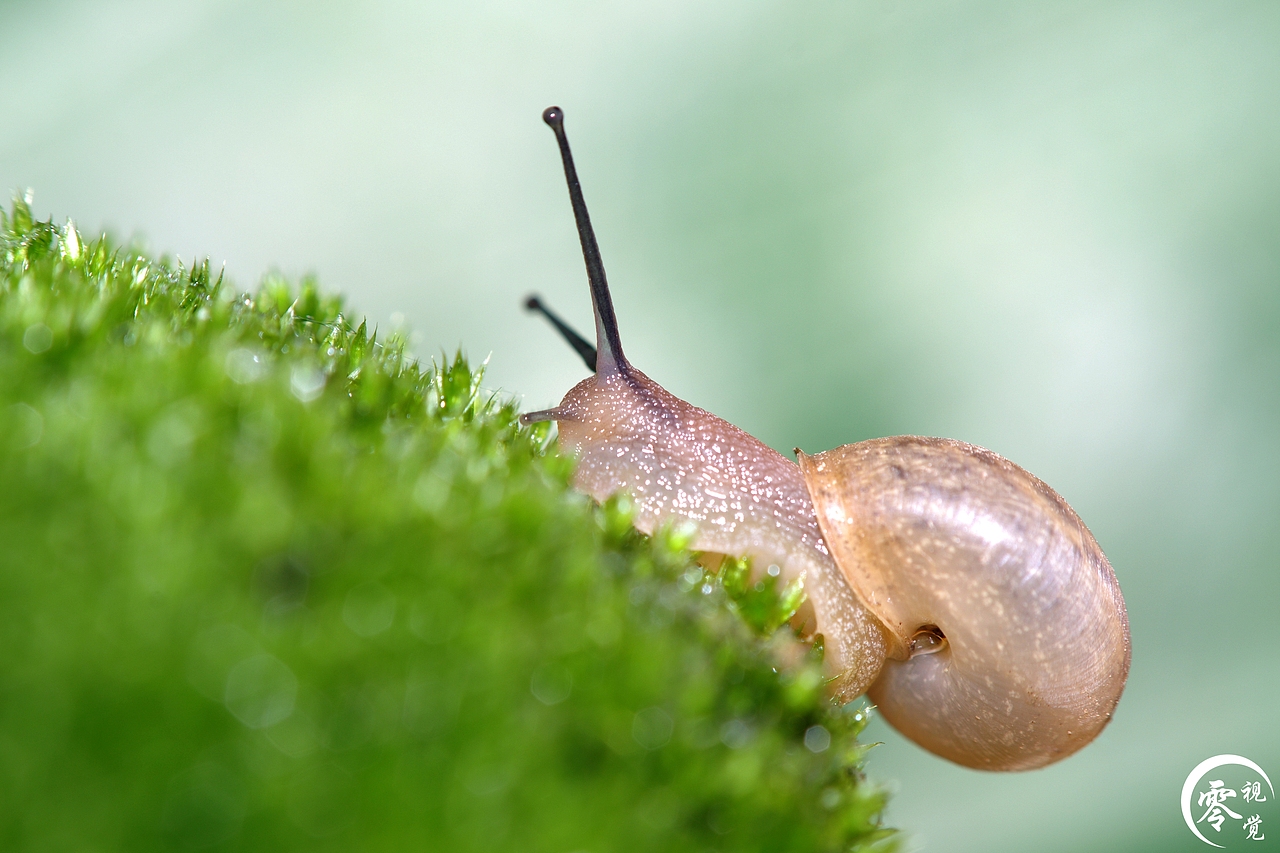 动物世界（图ZNDA1MDgyNzI=） - 宠物摄影 - 站酷设计师零视觉创意原创素材 - 站酷ZCOOL