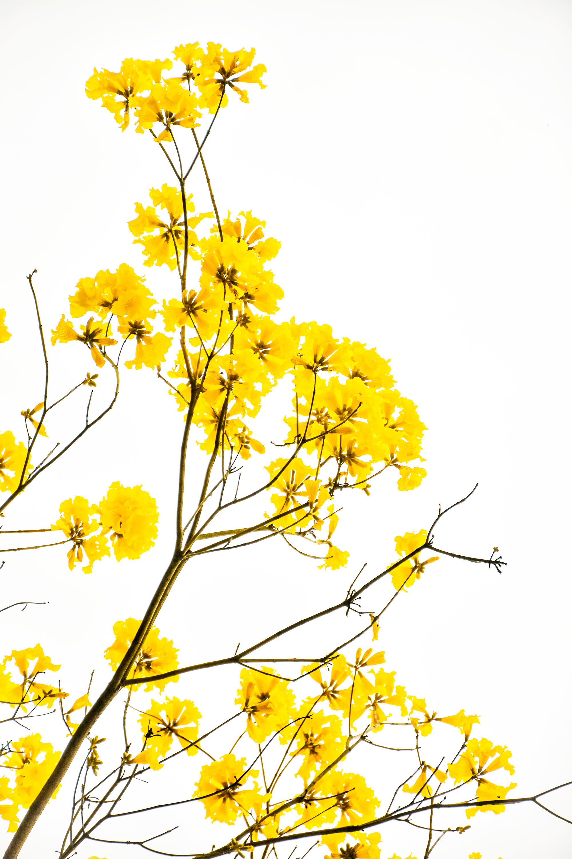 一枝黄花图片_植物根茎的一枝黄花图片大全 - 花卉网