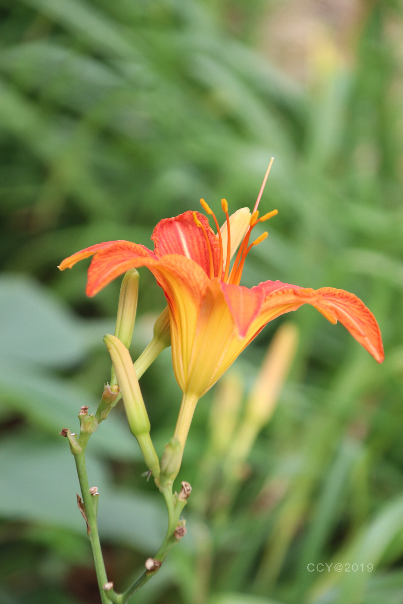 黄花萱草（图ZMTYzOTkxNTg4） - 产品摄影 - 站酷设计师CCY_西原创素材 - 站酷ZCOOL