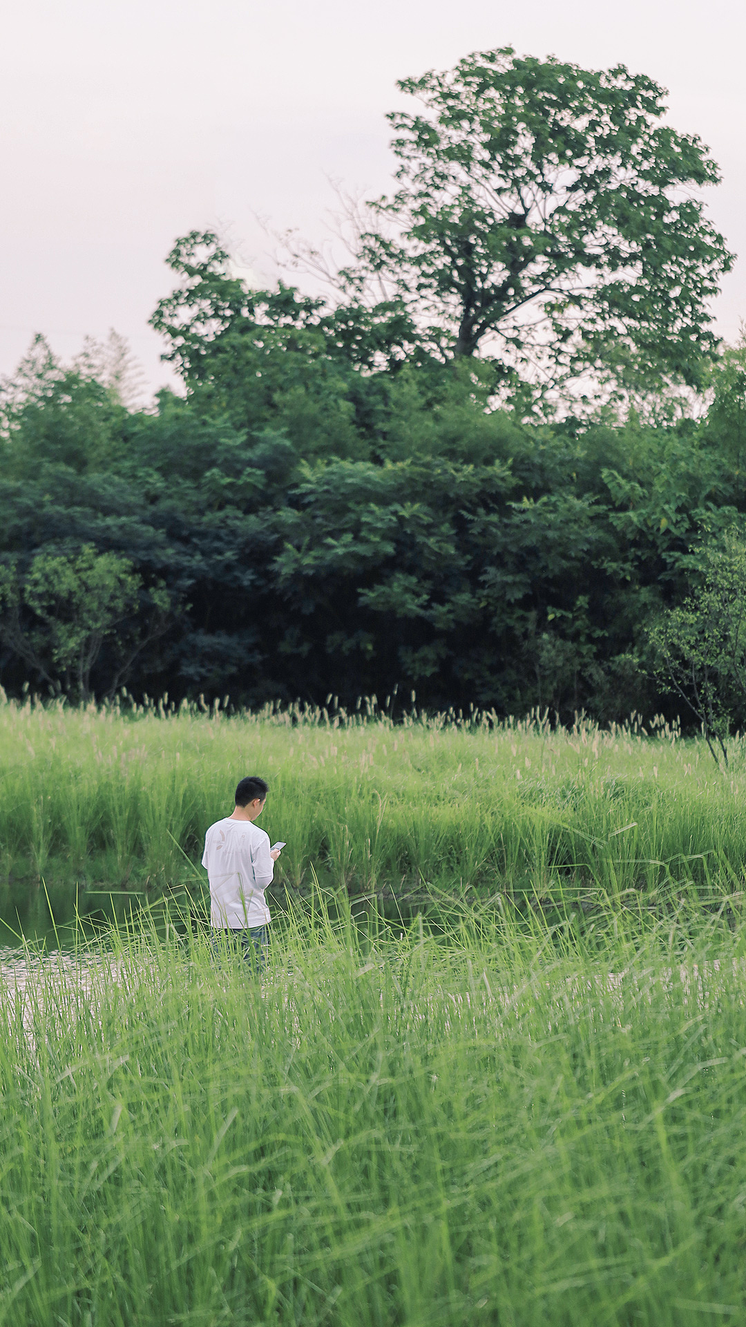 #生活小记#仲夏时节 万物丰茂。