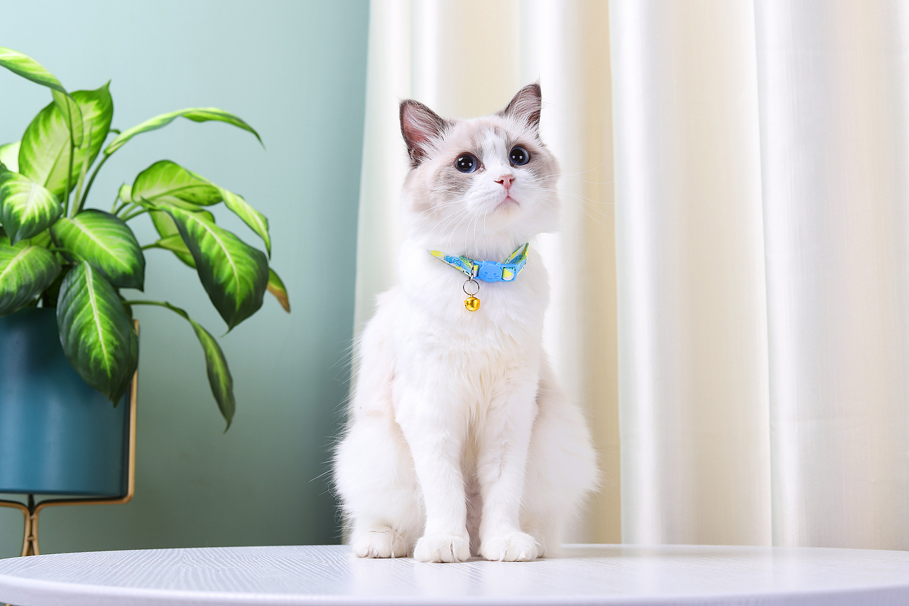 宠物产品摄影|猫咪项圈拍摄