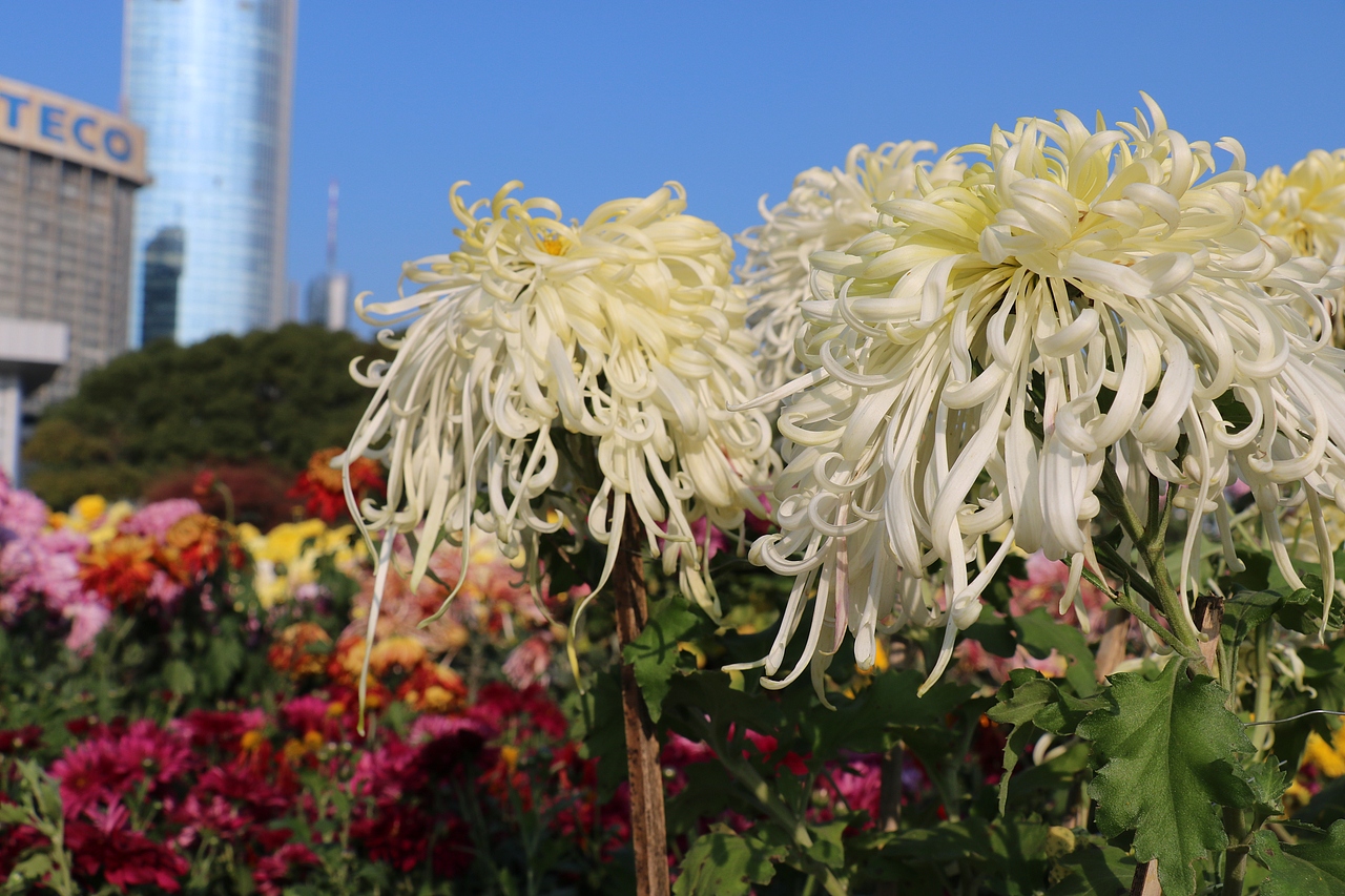 采菊东篱下,悠然见南山