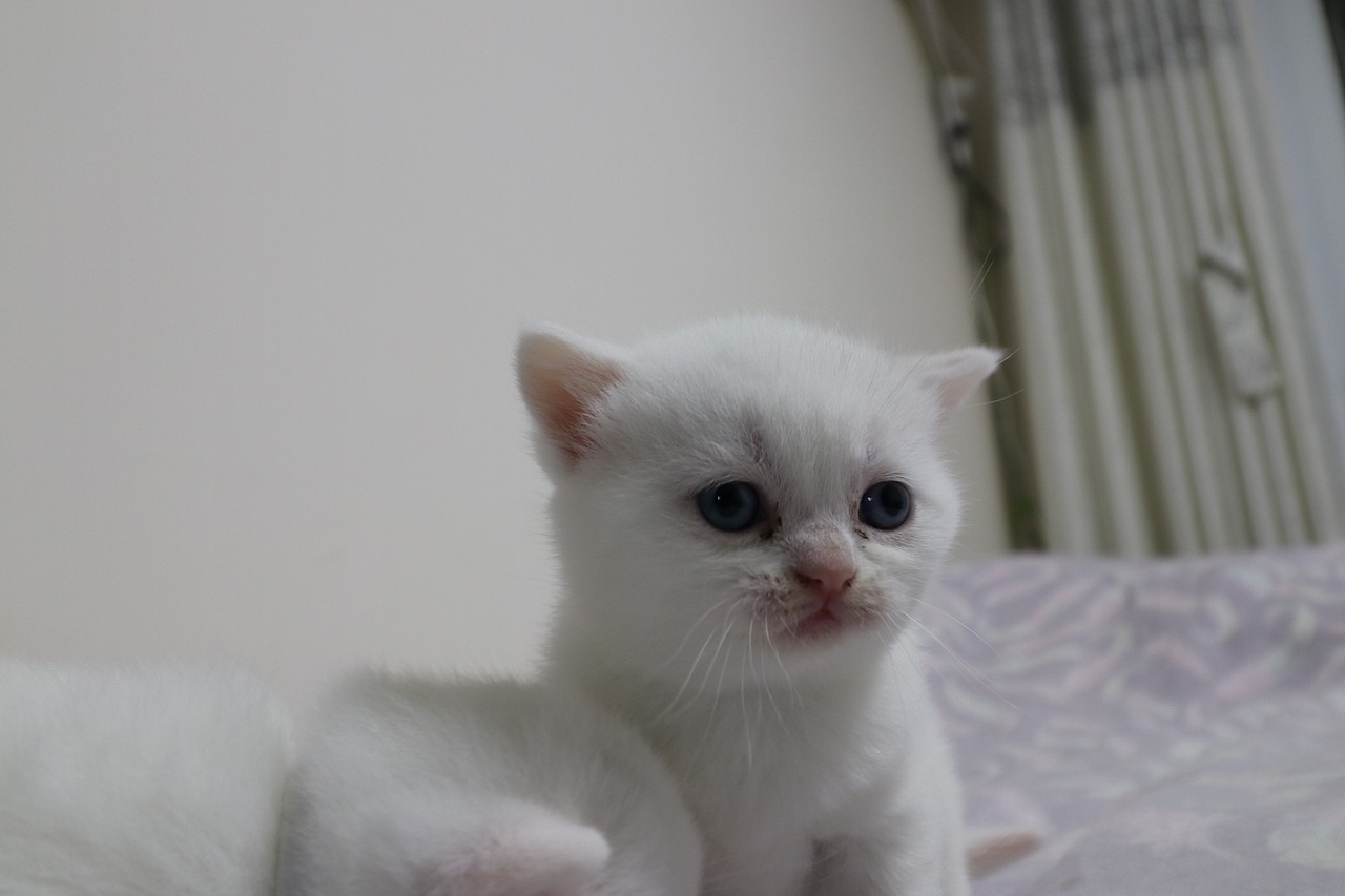 猫 161-英短-纯白-母-五粉-头无灰色毛-23-405g（图ZMjA4NjA3NjA4） - 宠物摄影 - 站酷设计师沐米猫舍原创素材 - 站酷ZCOOL