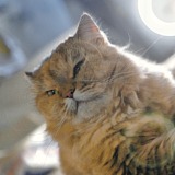 Mian眠的头像