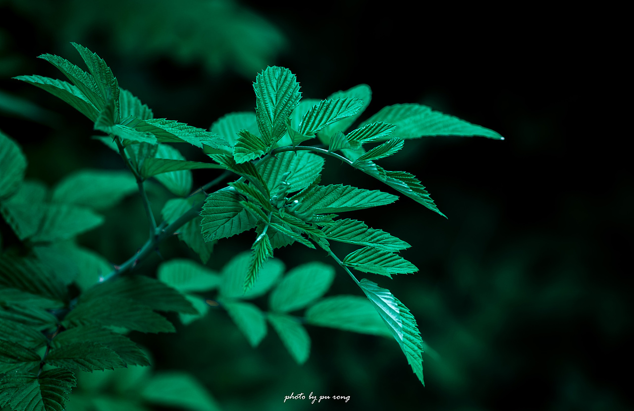 夏日清凉绿叶背景（图ZMjEzNDk2NDcy） - 产品摄影 - 站酷设计师PURONG原创素材 - 站酷ZCOOL