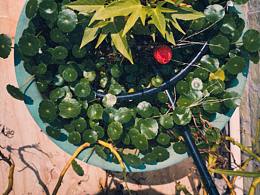 仿富士 Reala 500D胶片色