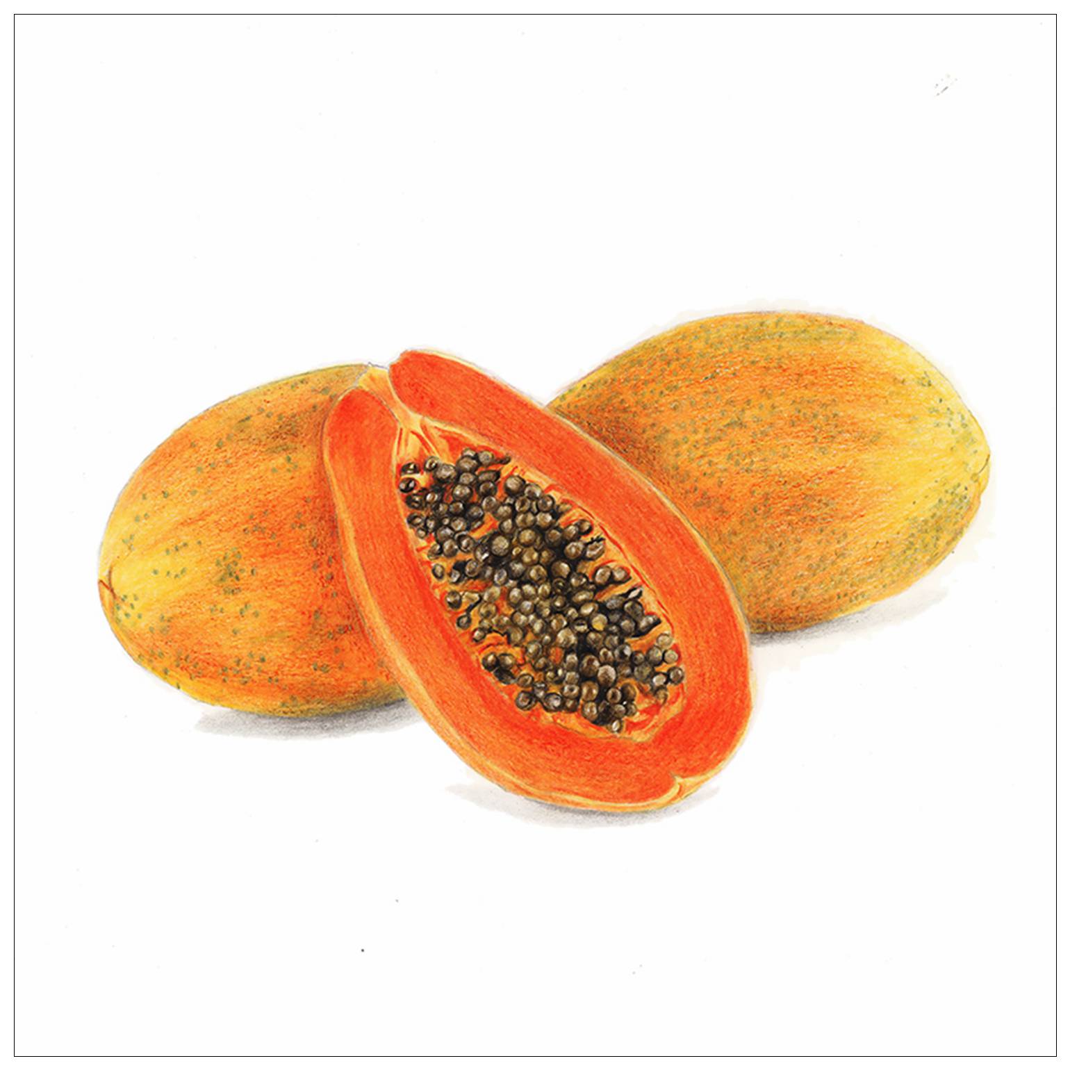 驴大萌彩铅教程247手绘24节气水果图鉴雨水木瓜