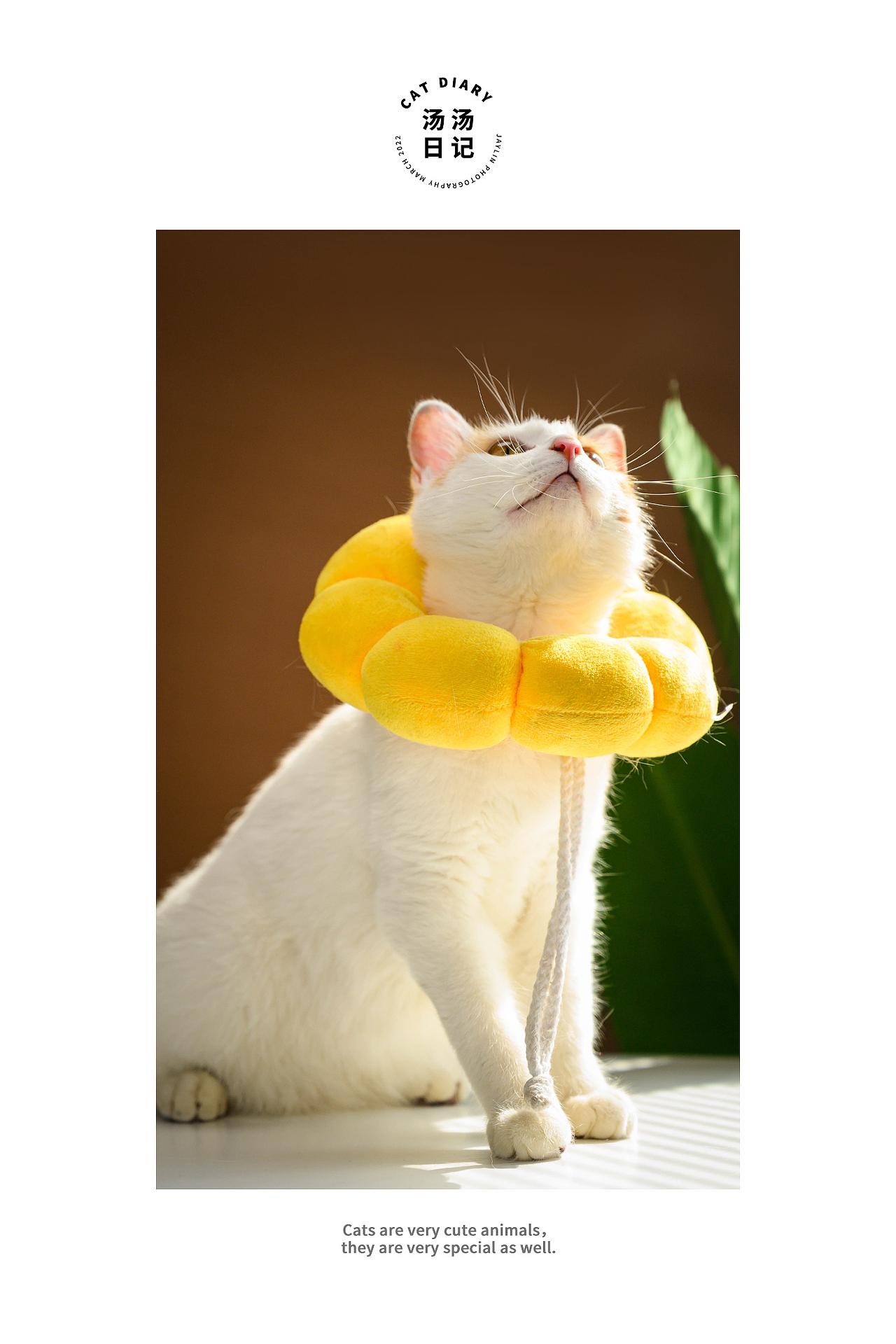 Jaylin｜湯湯日記（圖ZMjkzMTE5NjU2） - 寵物攝影 - 站酷設(shè)計(jì)師阿宅Jaylin原創(chuàng)素材 - 站酷ZCOOL