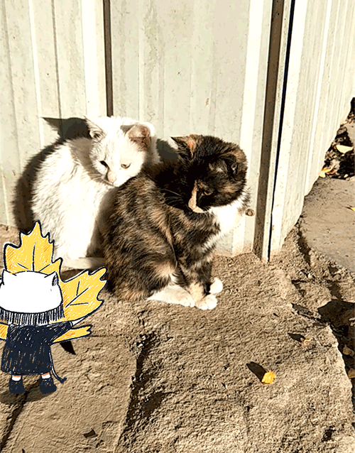 喵宝✲ 和秋天约好去旅行（图ZMTMzODcxNTY4） - 单幅漫画 - 站酷设计师猫矮_MAOI原创素材 - 站酷ZCOOL