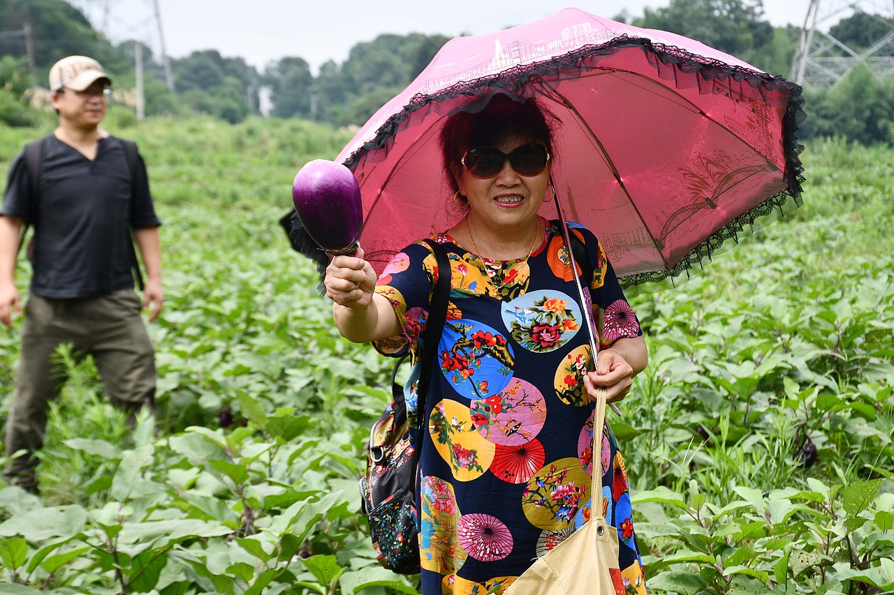 黄篮子生鲜会员探访黄篮子蔬菜种植基地 - 天然无公害