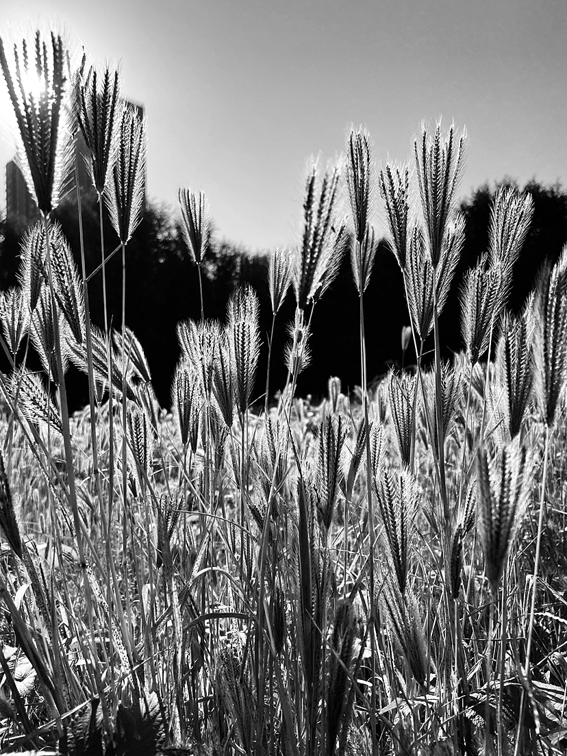 刘勇良黑白摄影:生命