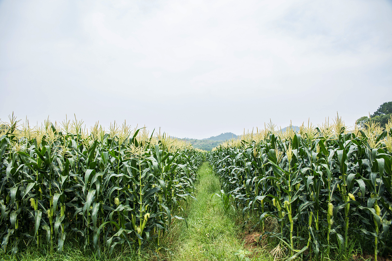 玉米地农作物高清摄影大图-千库网