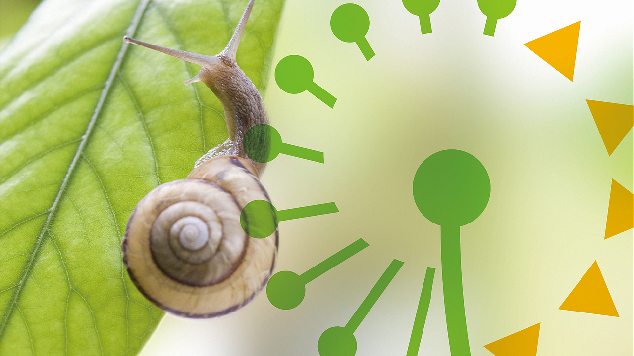 蒲公英公共卫生LOGO设计│网站标识设计│丹东标志设计