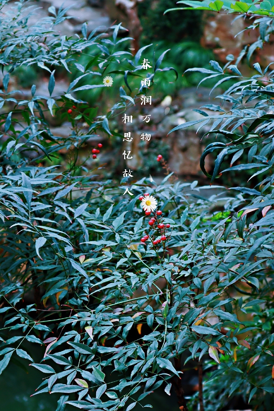 清明雨上（图ZMjA0ODI2MjAw） - 风光摄影 - 站酷设计师ouou欧原创素材 - 站酷ZCOOL