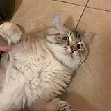猫儿盖子的头像