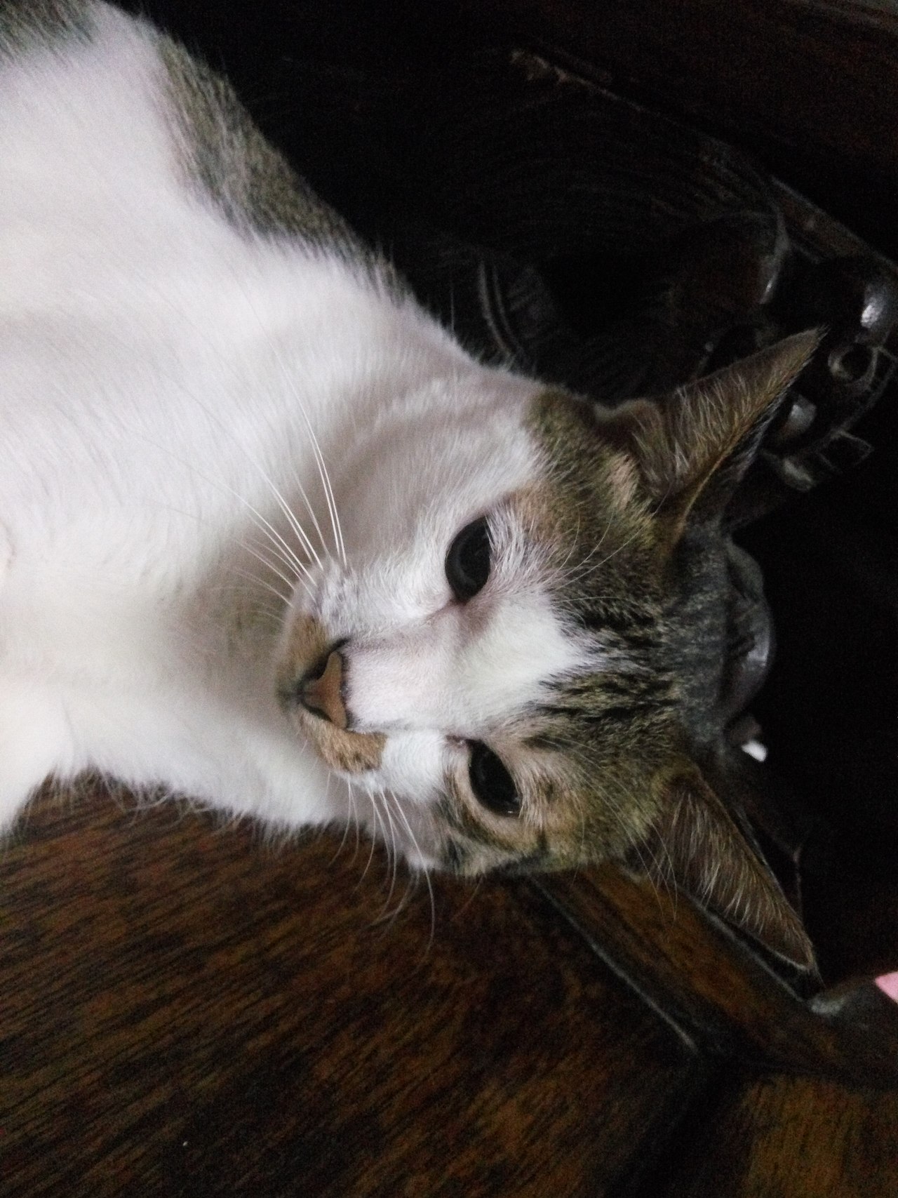 拍猫集01（图ZMTM0MDY0NTgw） - 宠物摄影 - 站酷设计师嘟嘟2019原创素材 - 站酷ZCOOL