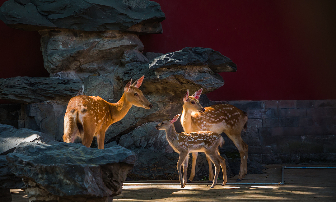 故宫神鹿-何必去奈良