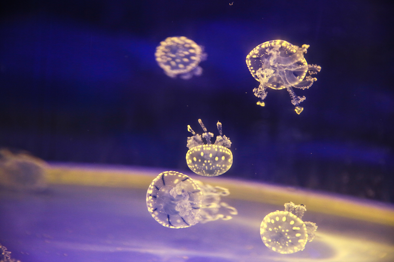 最萌物系列——水母