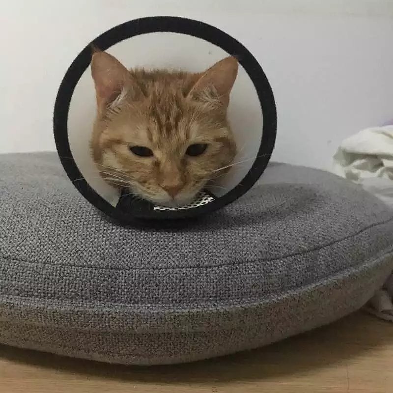 菜刀眼黄豆芽的日常（图ZODEwMzg1NDQ=） - 宠物摄影 - 站酷设计师violasean原创素材 - 站酷ZCOOL