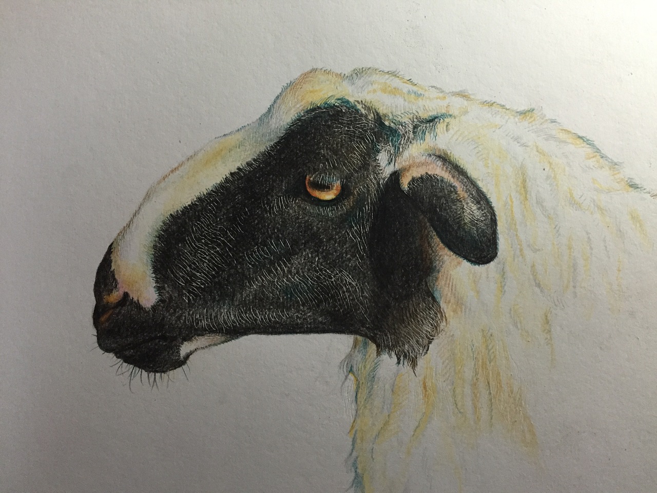 羊|插画|商业插画|坚果先生 - 原创作品 - 站酷 (zcool)