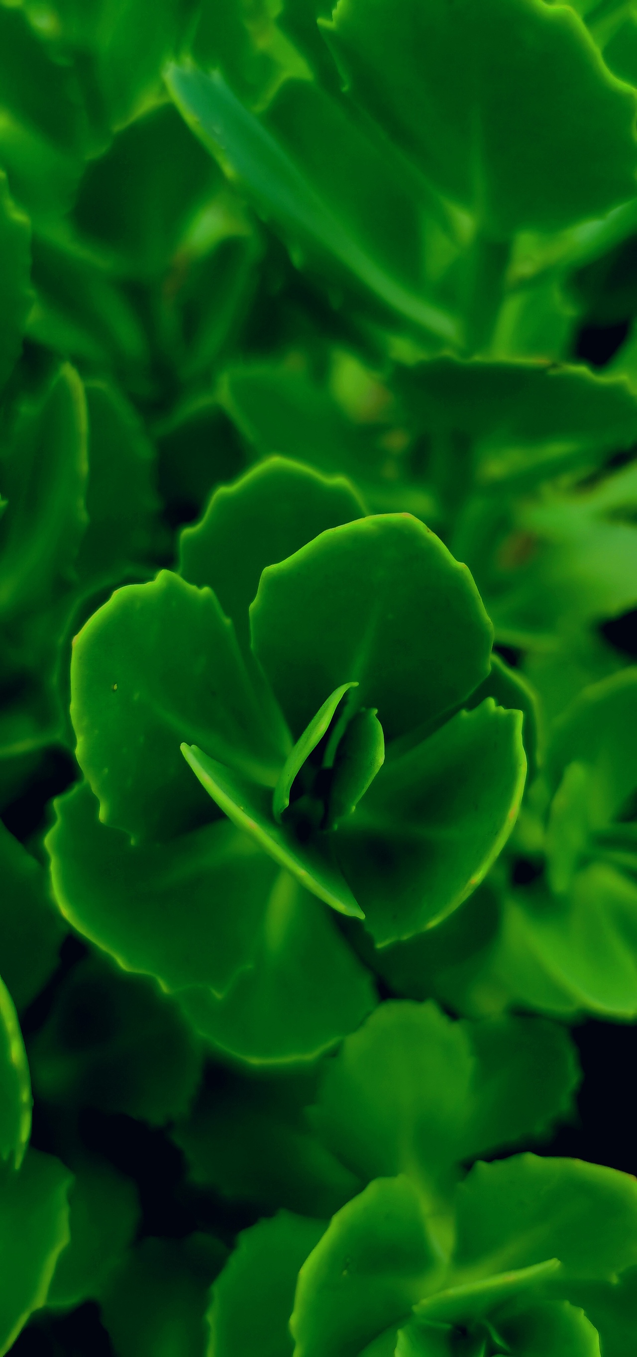 入夏的深绿世界（图ZMjY3ODg5NzE2） - 其他摄影 - 站酷设计师赵小八BA原创素材 - 站酷ZCOOL