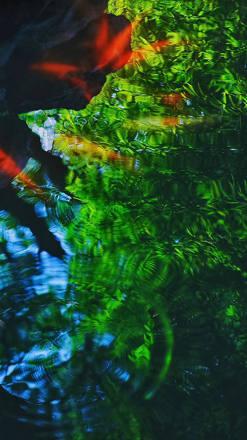 鱼之乐 ｜东方意境摄影（图ZMzQxMTIzMzY0） - 宠物摄影 - 站酷设计师安小隅原创素材 - 站酷ZCOOL