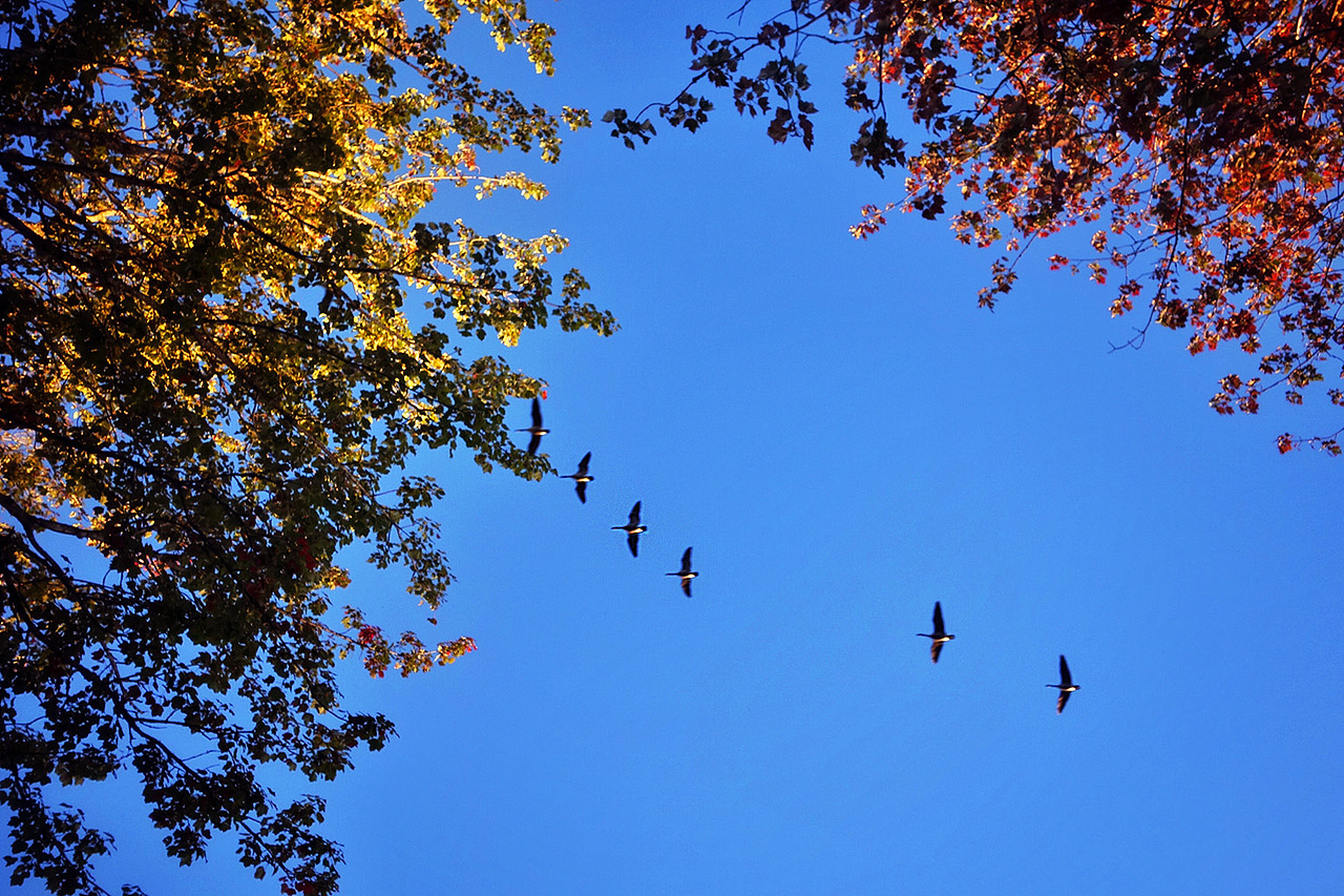只听到一阵巨大的鸟鸣声,循声抬头,仓促按下快门